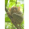 tarsier4